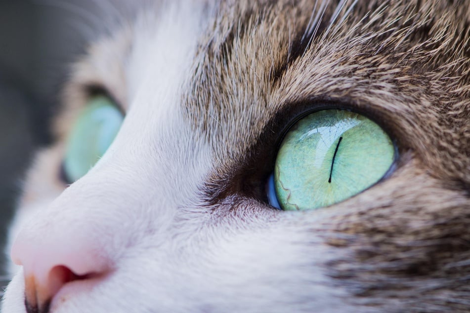 Cats' special pupil shape makes it easier for them to see more of the world.