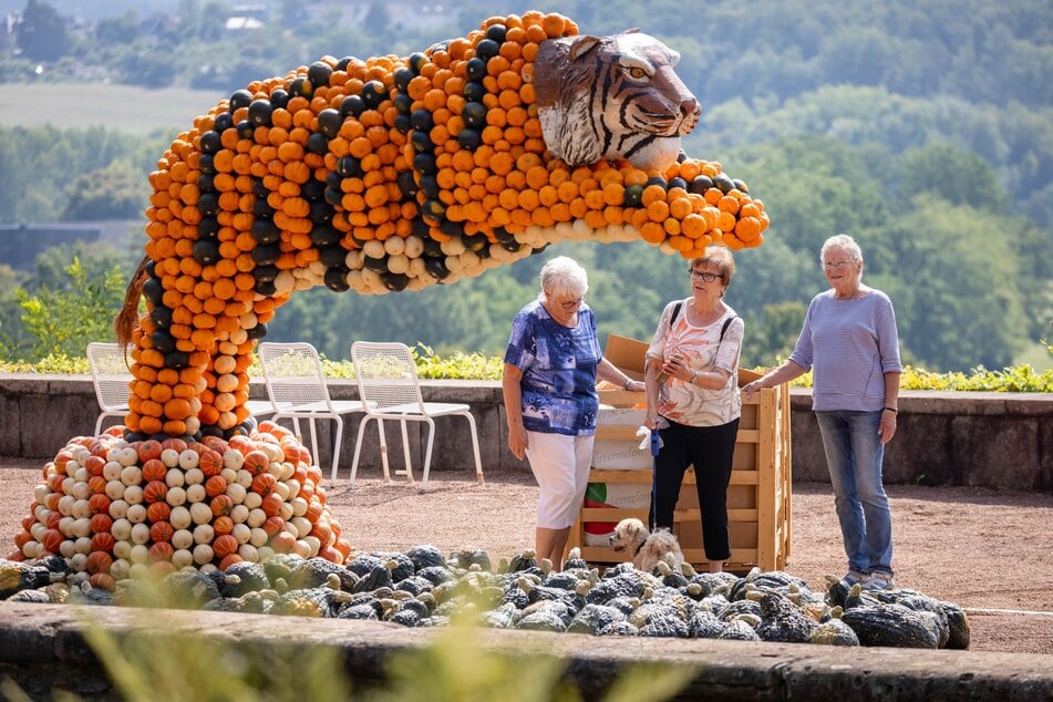 Zwischen all den Kürbissen wird im Schlosspark Lichtenwalde bereits an diesem Wochenende Halloween gefeiert.