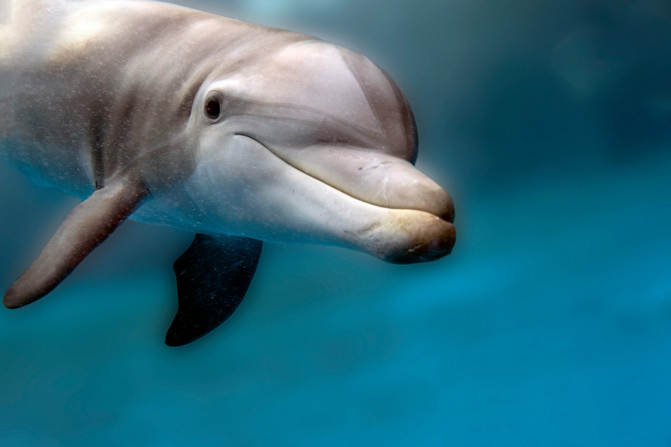 The dolphin may have been begging for food when it was killed.