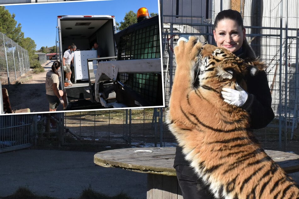 Leipzig: Zander-Tiger in Spanien angekommen, doch Dompteurin wütet: "Wegnahme war tierschutzwidrig!"