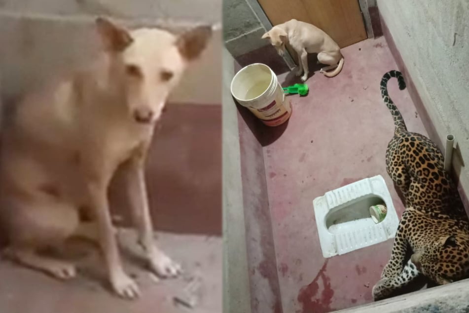 Tense toilet situation: dog locked in with wild predator for hours!