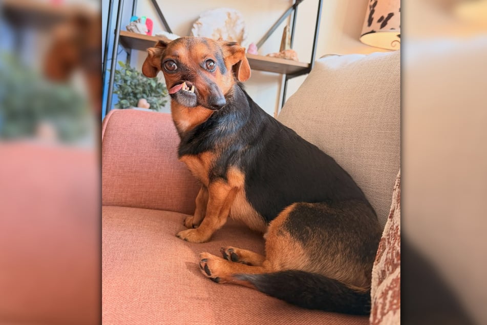Als Welpe wurde Newt von einem anderen Hund angegriffen. Seitdem hat er eine schiefe Schnauze.