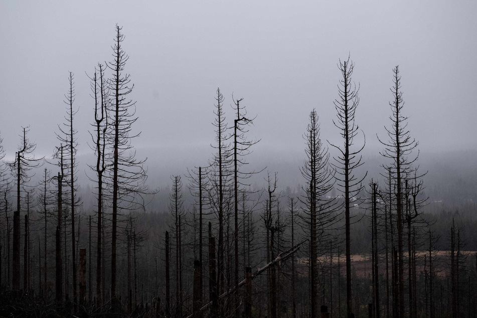 Düstere Aussichten im Harz. Dem Landkreis zufolge sterben in dem Gebiet immer mehr Bäume ab. Die Kahlfläche belaufe sich bereits jetzt auf rund 21.000 Hektar.