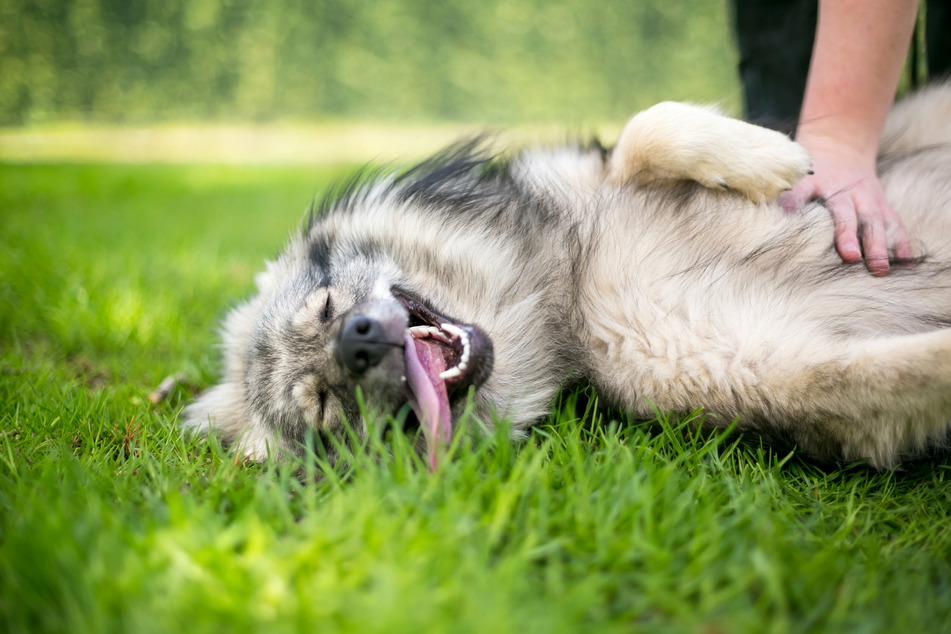 Wenn Hunde vom Schluckauf geplagt werden, kann eine entspannende Massage helfen.