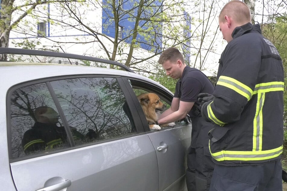 Hamburg: Feuerwehr befreit Hund aus überhitztem Auto: Halterin reagiert verärgert
