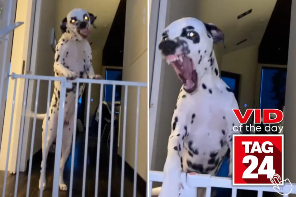 Today's Viral Video of the Day features a "scary" dog version of a viral TikTok trend.
