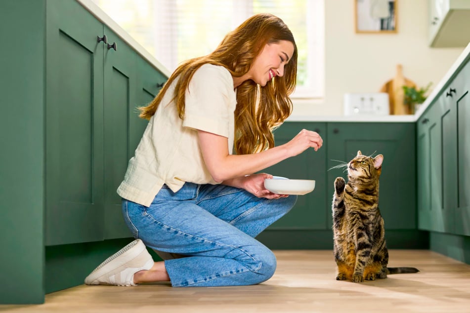 Even The Fussiest Cats Can't Resist These Reveal Products!