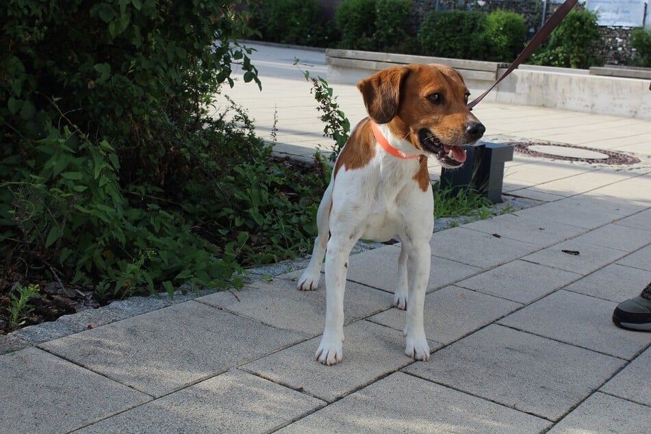 Jack ist ein junger Hund, der bisher noch nicht viel kennenlernen durfte. Wer zeigt ihm, wie die Welt funktioniert?