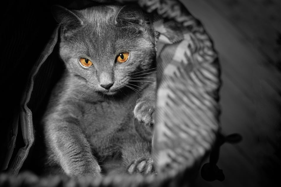 British shorthairs are some of the cutest and sweetest cats in the world.