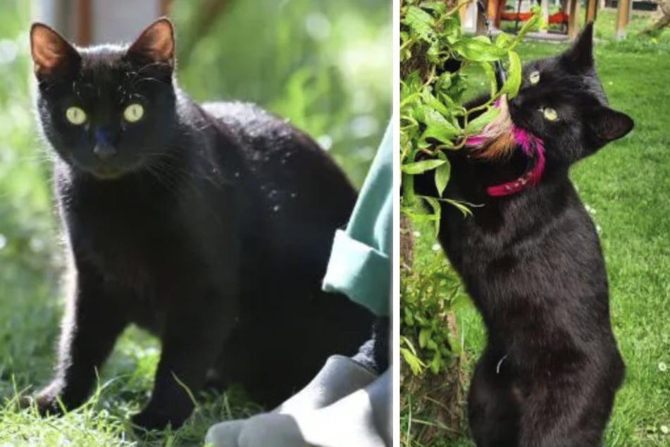 Die drei Katzen namens Dedi, Chika und Clarissa aus dem Berliner Tierheim wollen umziehen.