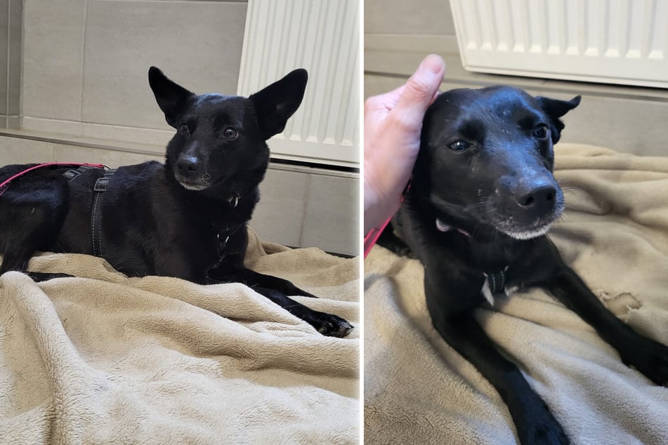 Tasha ist wieder zurück im Tierheim.