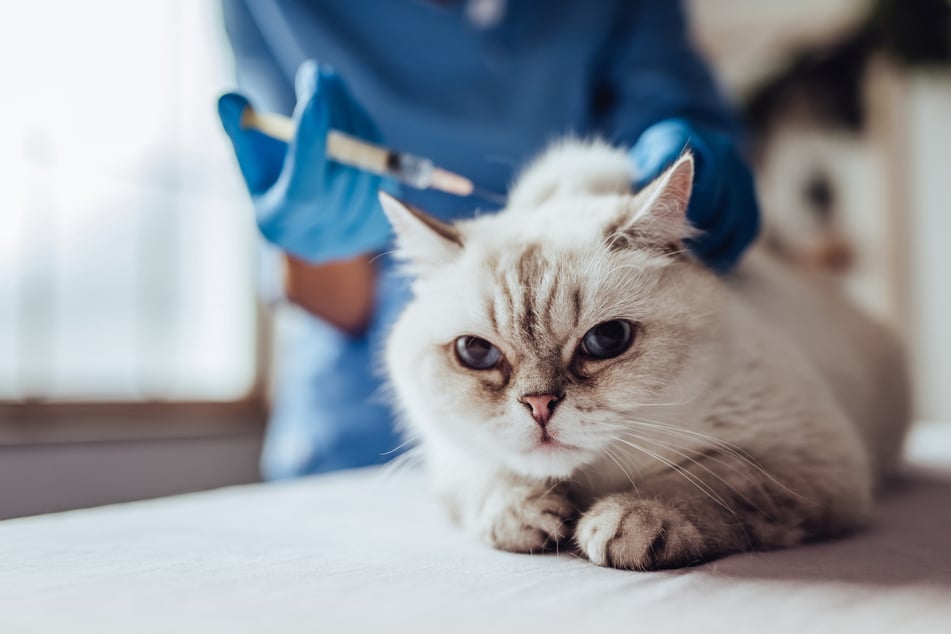Besitzer von Scottish-Fold-Katzen müssen sich bedingt durch den Gendefekt oft auf hohe Tierarzt-Kosten einstellen. (Symbolbild)