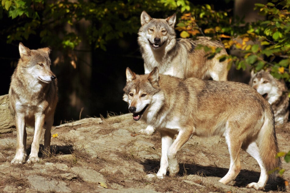 Wolves often hunt in packs, and can grow to be huge, depending on their breed.