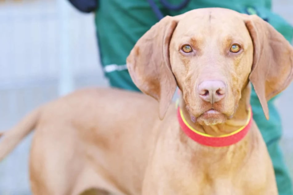 Bruno aus dem Berliner Tierheim ist sportlich und menschenbezogen.