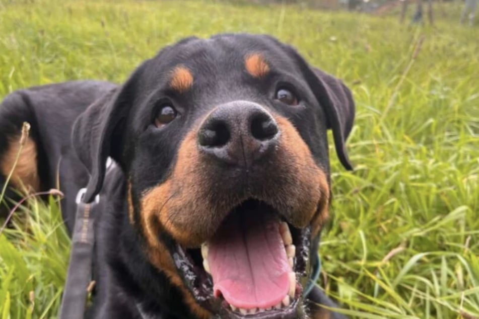 A Sulu (6) le encantan los paseos con sus cuidadores.