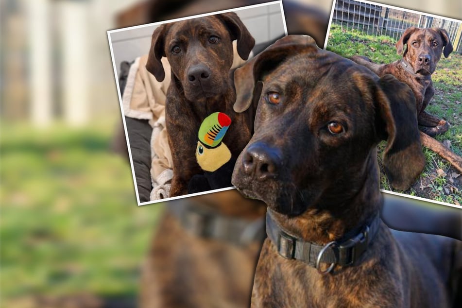 Z powodów zdrowotnych jego była właścicielka musiała się rozstać z Benniem.