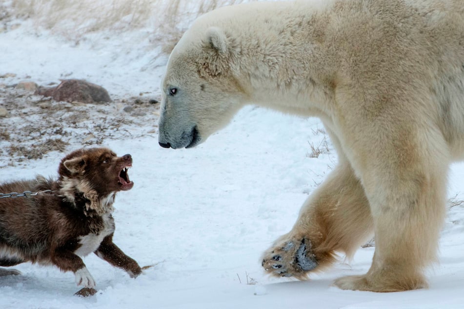 Canadian Eskimo dogs are some of the bravest and most ferocious doggos on the market.