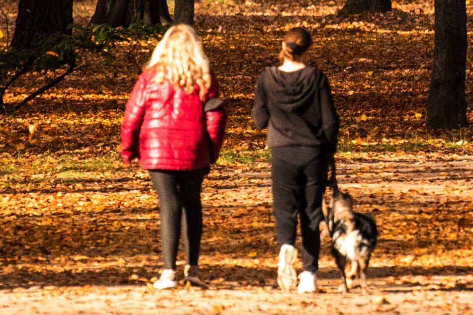 Hundehalter sollten ihre Vierbeiner anleinen und kurzhalten. (Symbolfoto)