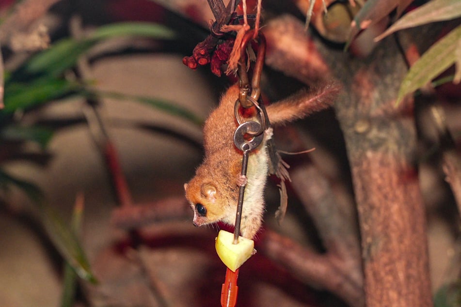 Die nachtaktiven Mausmakis leben im Kölner Zoo im Madagaskarhaus in einem extra abgedunkelten Bereich.
