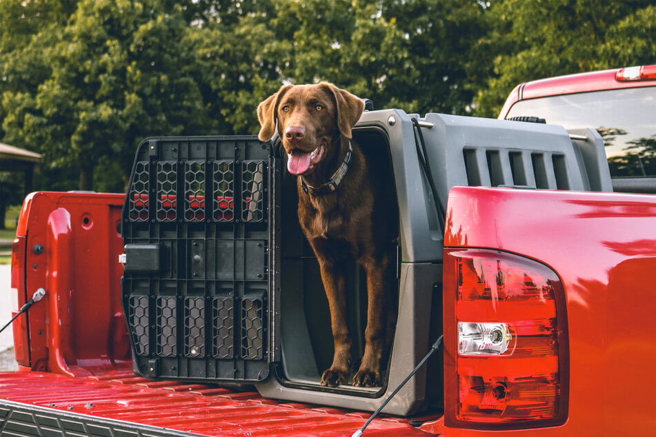 Labrador retrievers are some pretty extraordinary pups, making them increasingly popular.