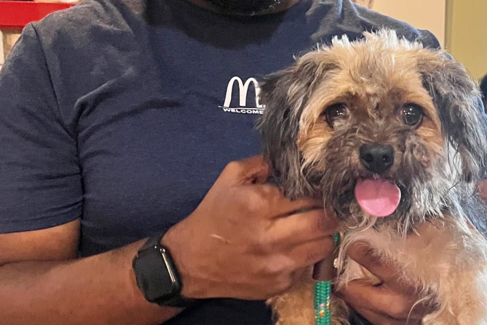 Cuidadores revisan microchip de perro: Poco después, todos deben llorar