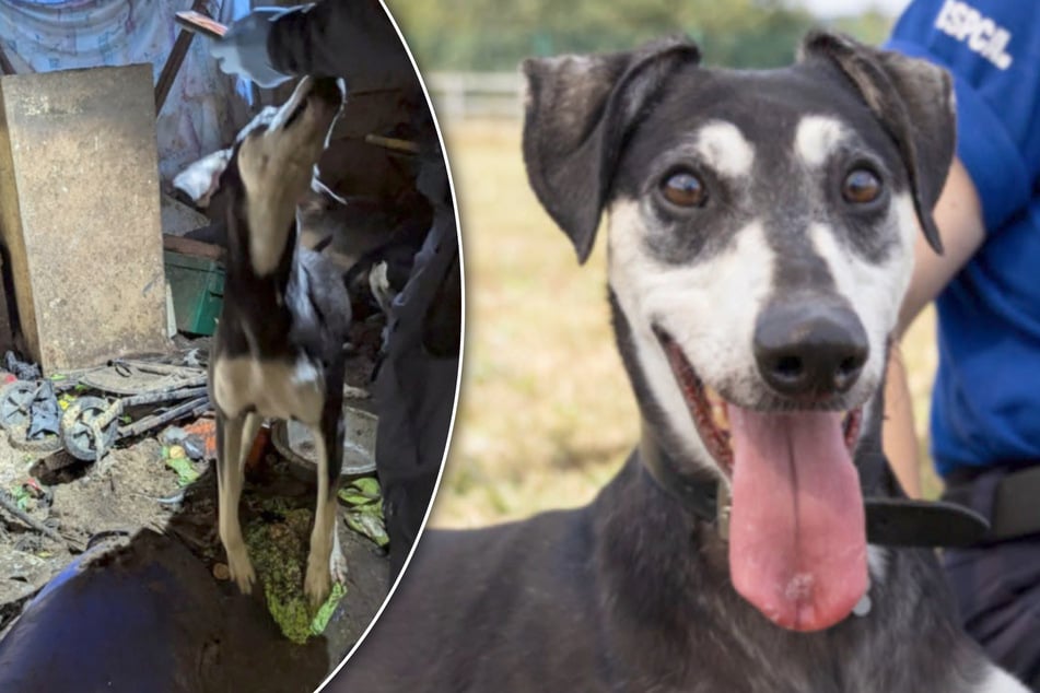 Lange in Dunkelheit gehalten: Die Geschichte von Hund Jude geht ans Herz