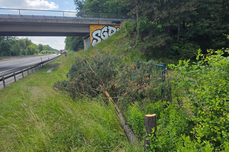 Unfassbar idiotisch: Rund um die Graffiti fielen mehrere Kiefern.