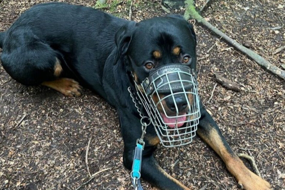 Bruno sucht ein Zuhause bei Menschen, die Erfahrung im Umgang mit Rottweilern haben.