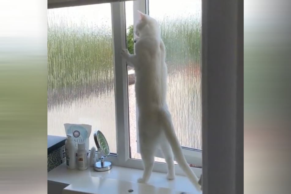 Snowy appears to have back muscles of steel in the viral video.