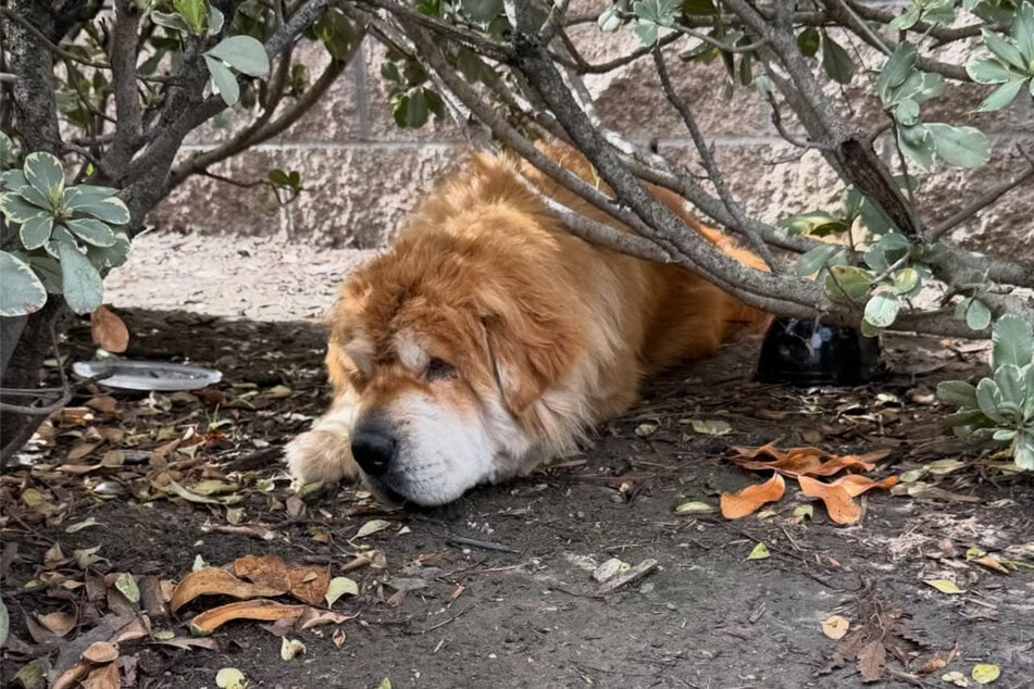 Die Hündin war völlig erschöpft.
