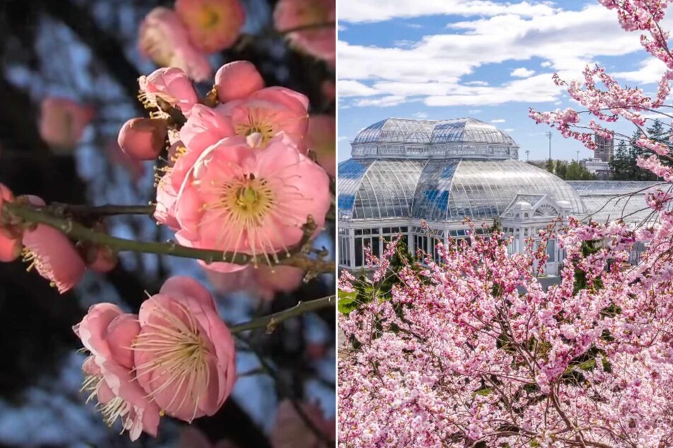 At 50 acres, the New York Botanical Garden in the Bronx houses some of the oldest trees in the city – it's no wonder they've got their share of cherry blossoms as well!