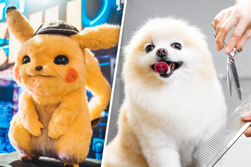 Hund in Pikachu umgefärbt: Besitzer bekommt Geldstrafe!