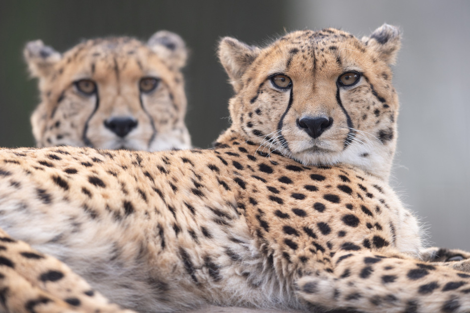 Da staunen die Geparden! Die Ticketpreise im Dresdner Zoo werden erhöht.