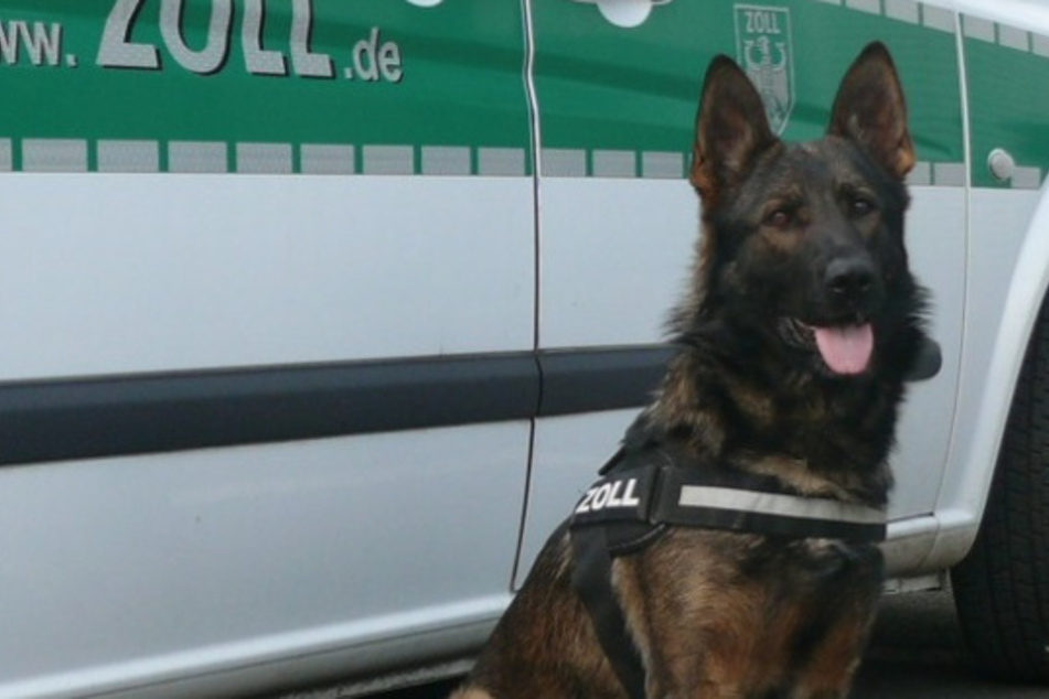 Zollhund "Faxe" hat einen guten Riecher und fand die Drogen.