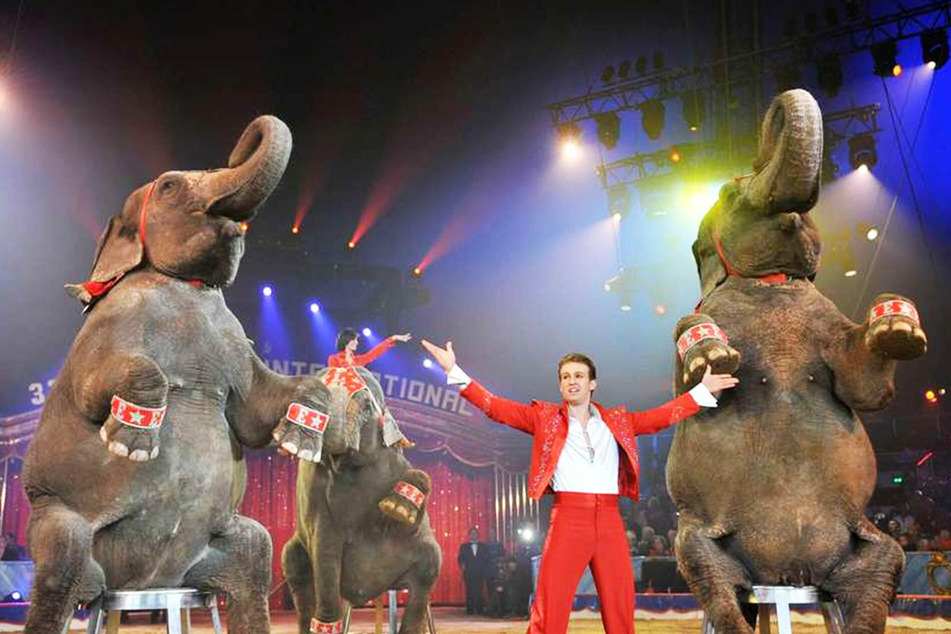 Tiertrainer Elvis Errani kommt mit drei Asiatischen Elefantendamen in den 26. Dresdner Weihnachts-Circus.