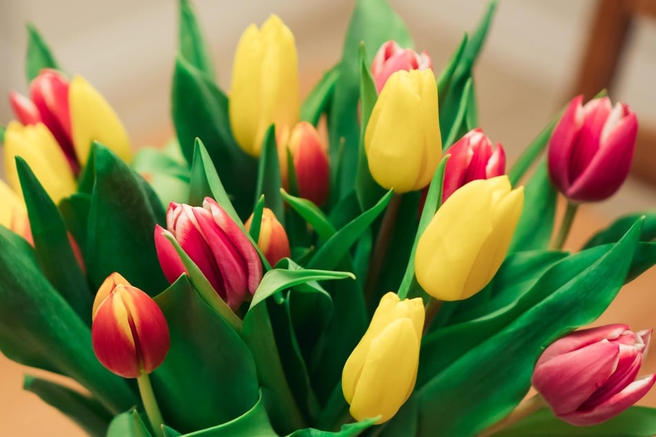 So sehen Blumen in der Vase oft nicht lange aus. Wie kann man Schnittblumen länger frisch halten?