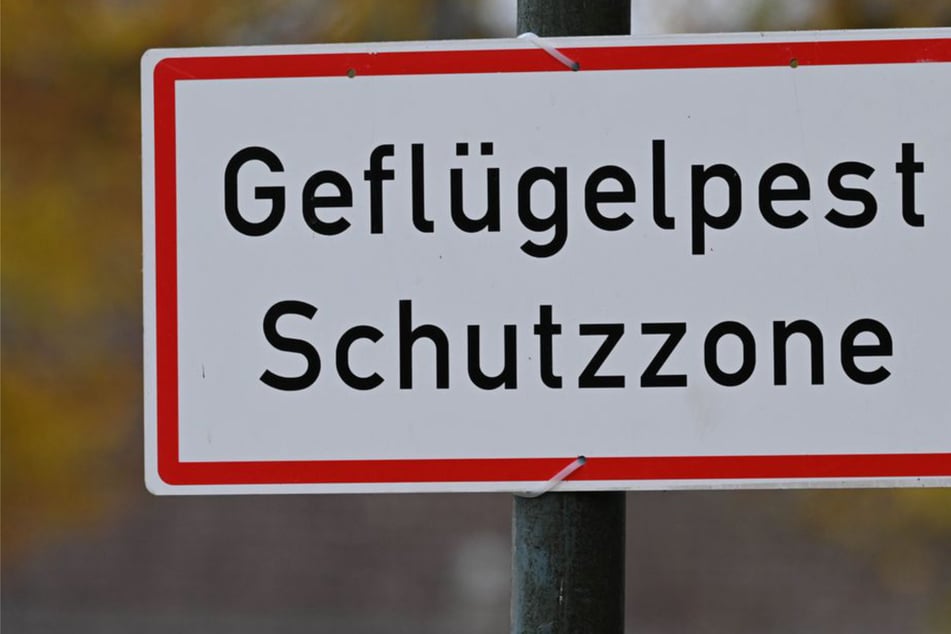 Vogelgrippe breitet sich auch im Südwesten aus: Bundesweite Stallpflicht gefordert