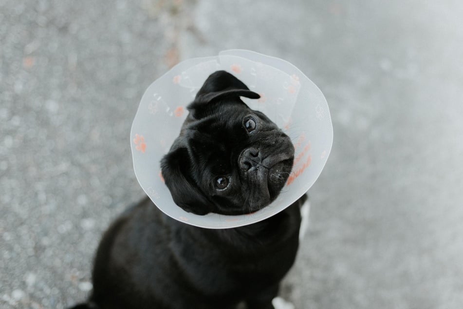 Cones are a very good way to stop a dog from licking its genitals due to infection.