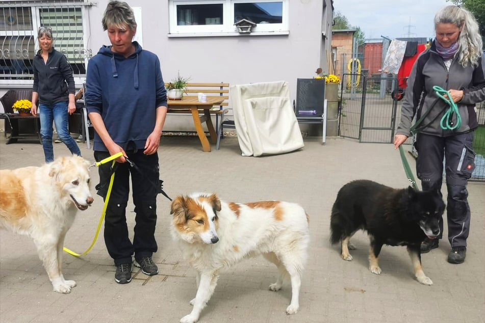 Alfi, Merlin und Dodo (aus einer anderen Rettung) durften in das Seniorenheim der Dogworld-Stiftung ziehen.