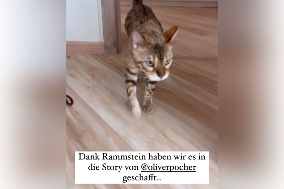 Oliver Pocher sucht einen Namen für Saras Kater "Rammstein".