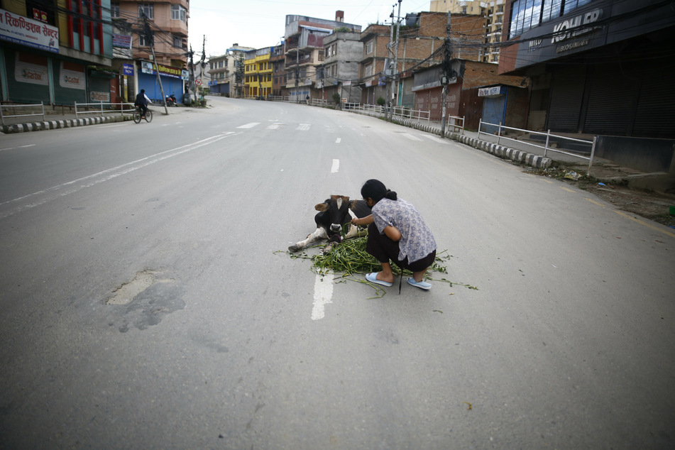 Eine Frau füttert auf einer leeren Straße in Kathmandu eine verletze Kuh, die von einem Fahrzeug angefahren worden ist.