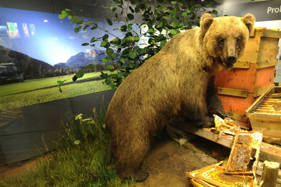 Braunbär Bruno: Vom Symbol für Wildnis zum Museumsstück