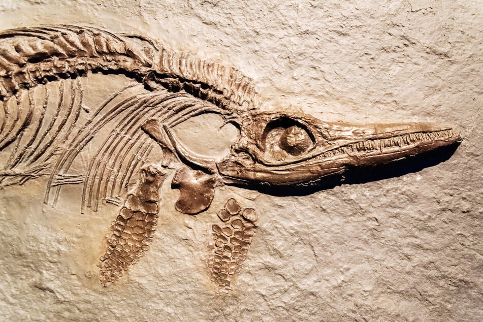 Komplette Fossilien von Ichthyosauriern sind äußerst selten. Die Forscher erhoffen sich bald weitere zu finden.