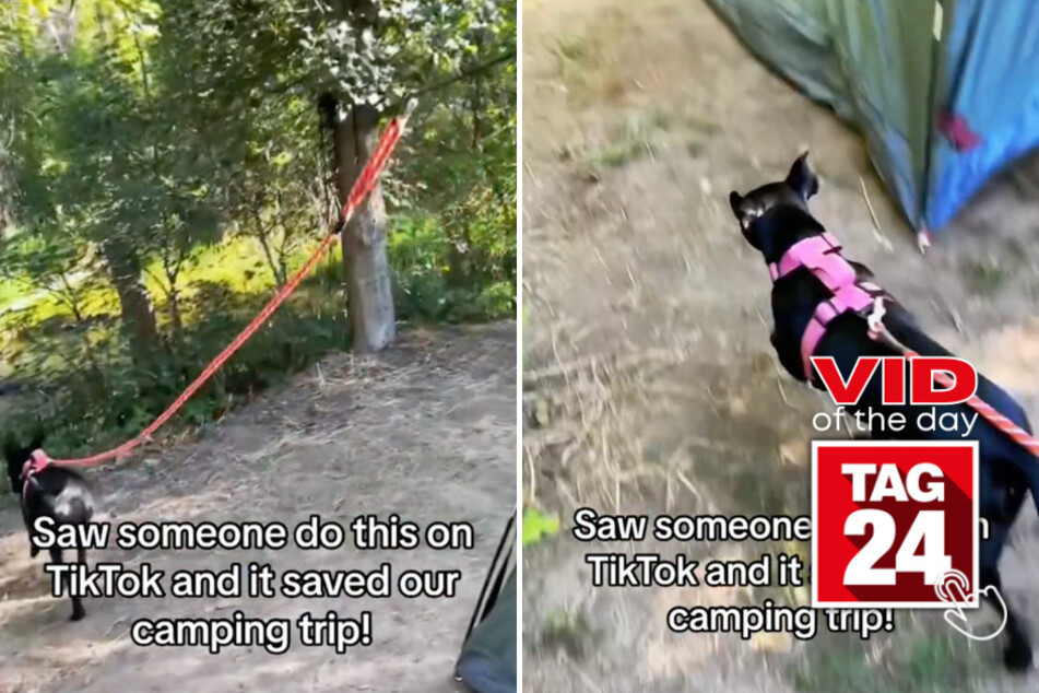 viral videos: Viral Video of the Day for October 29, 2023: TikToker's genius hack for people who go camping with dogs