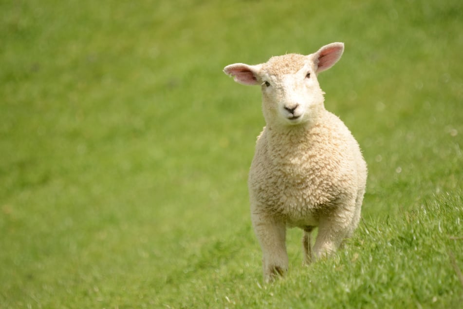 Dem kleinen Lamm ging es bis auf den erlittenen Schreck glücklicherweise gut. (Symbolfoto)