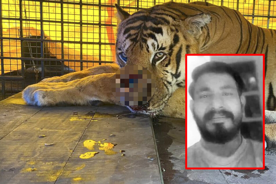 Menschenfresser! Tiger nach Tod eines Bauern (†36) eingefangen