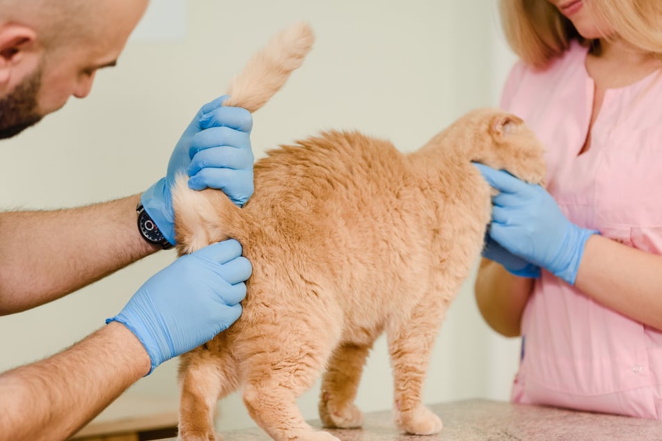 Wenn die Katze zwanghaft versucht, ihren Schwanz zu jagen, sollte man sie zum Tierarzt bringen.