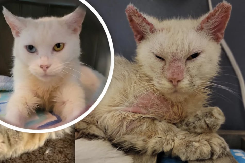 Crusty cat rescued in dire condition reveals stunning feature!