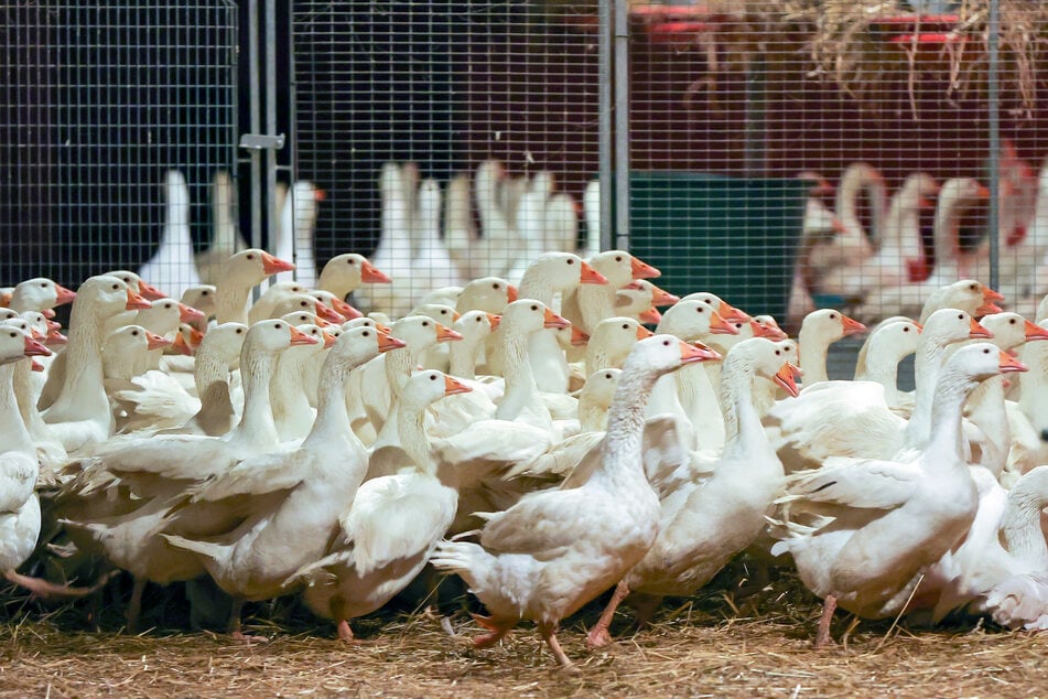 Neuer Vogelgrippe-Ausbruch im Emsland: 4300 Tiere betroffen