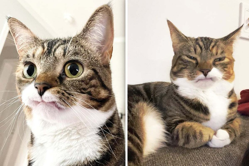 Cat becomes permanently "grumpy" after losing front teeth